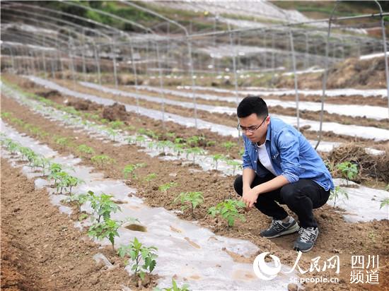 鄒星在地里查看蔬菜基地番茄長勢。鄒星供圖